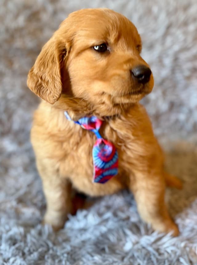 Redwood Golden Kennels – Premium Dark Red Golden Retriever Puppies media 4