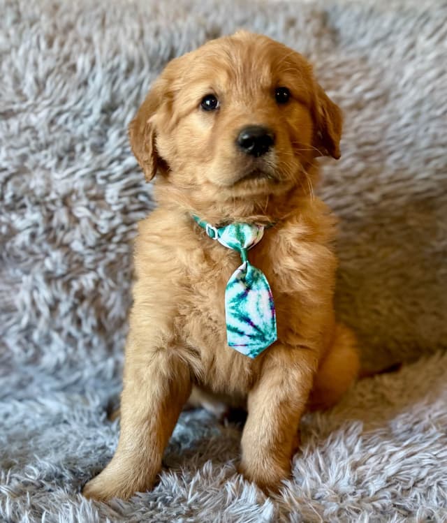 Redwood Golden Kennels – Premium Dark Red Golden Retriever Puppies media 5