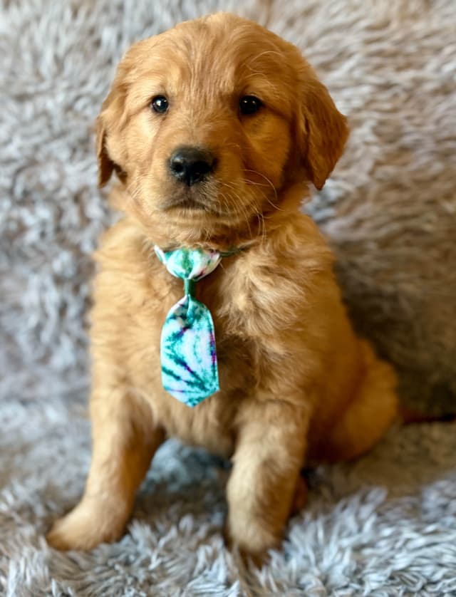 Redwood Golden Kennels – Premium Dark Red Golden Retriever Puppies media 6