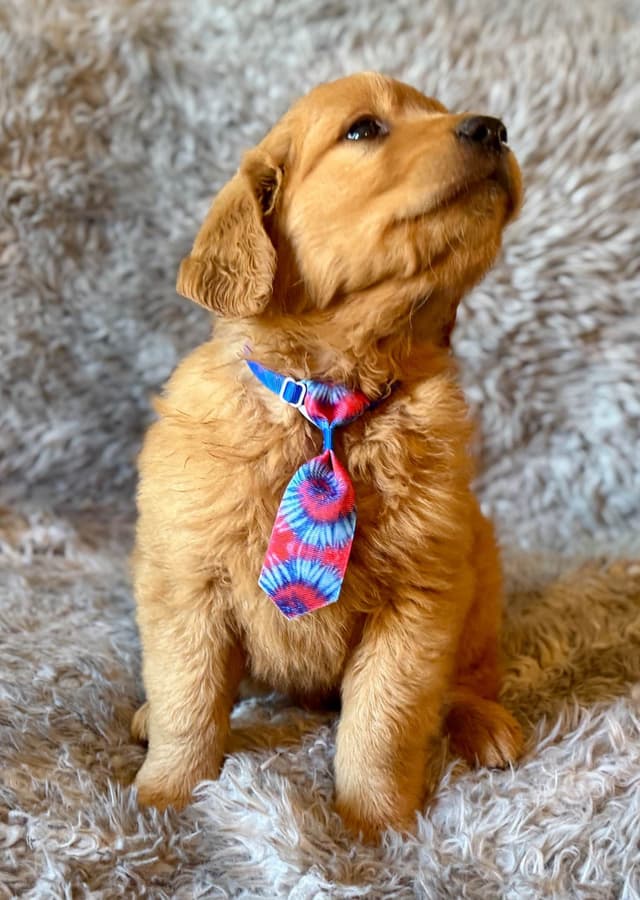 Redwood Golden Kennels – Premium Dark Red Golden Retriever Puppies media 7
