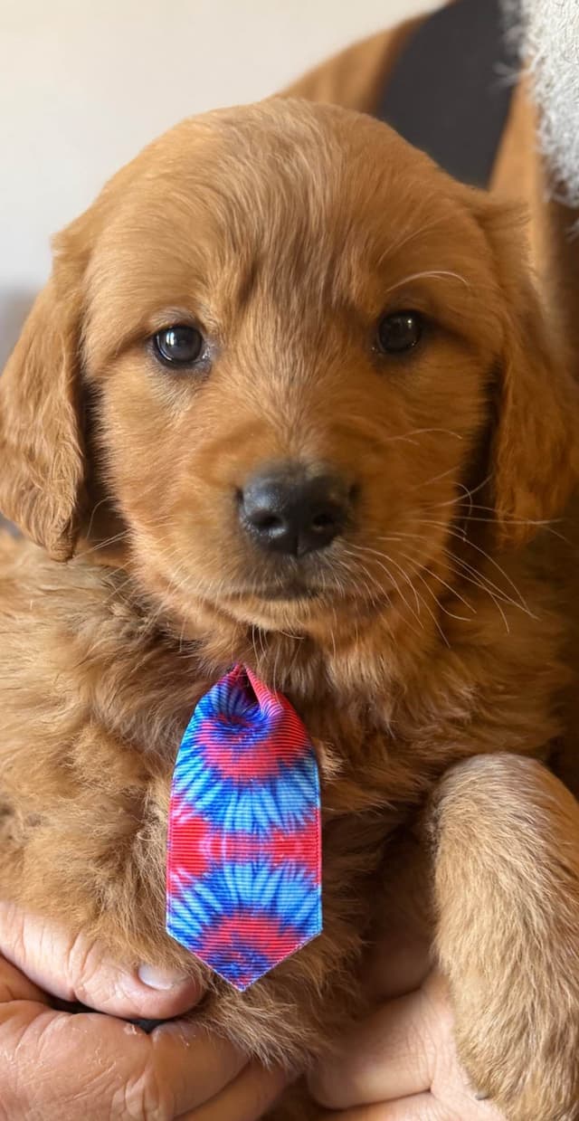 Redwood Golden Kennels – Premium Dark Red Golden Retriever Puppies media 8