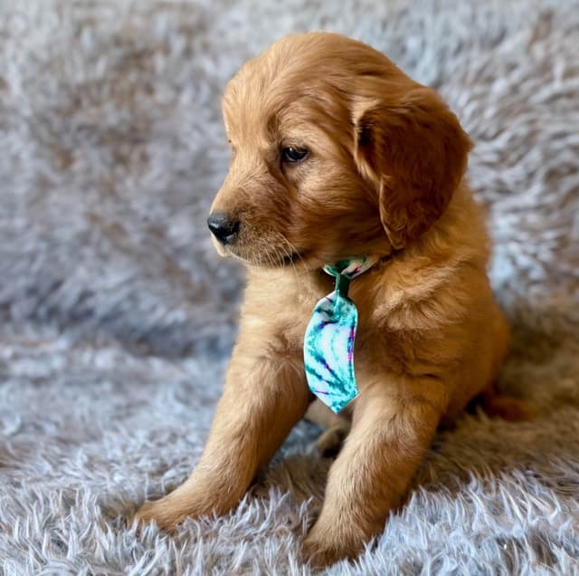 Redwood Golden Kennels – Premium Dark Red Golden Retriever Puppies media 9