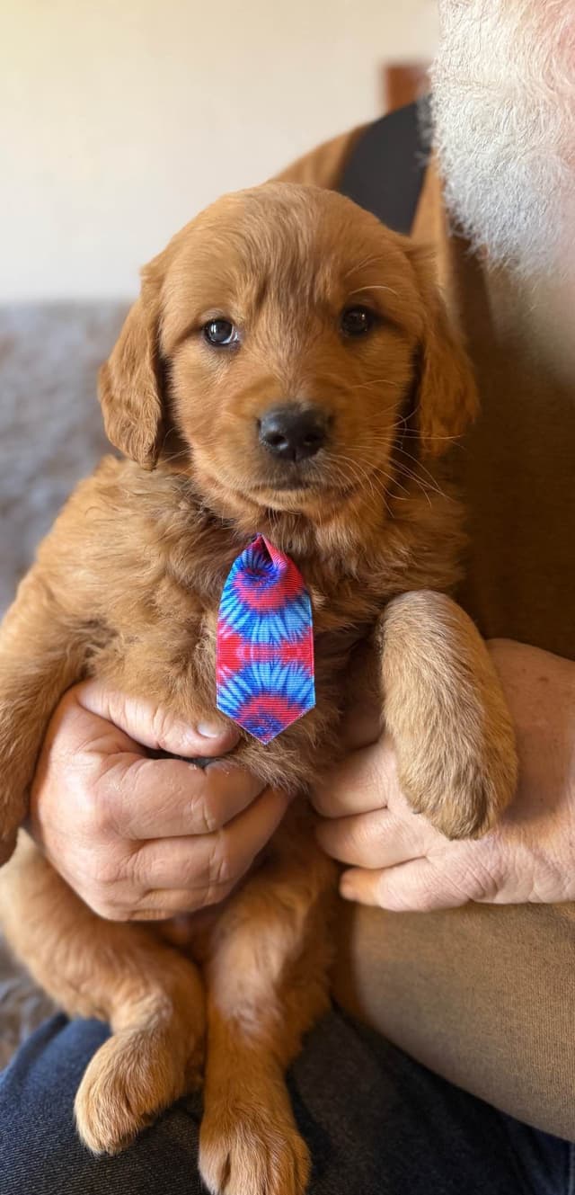 Redwood Golden Kennels – Premium Dark Red Golden Retriever Puppies media 10