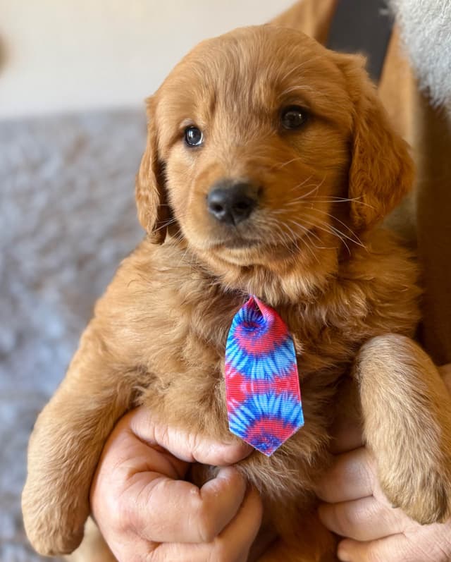 Redwood Golden Kennels – Premium Dark Red Golden Retriever Puppies media 11