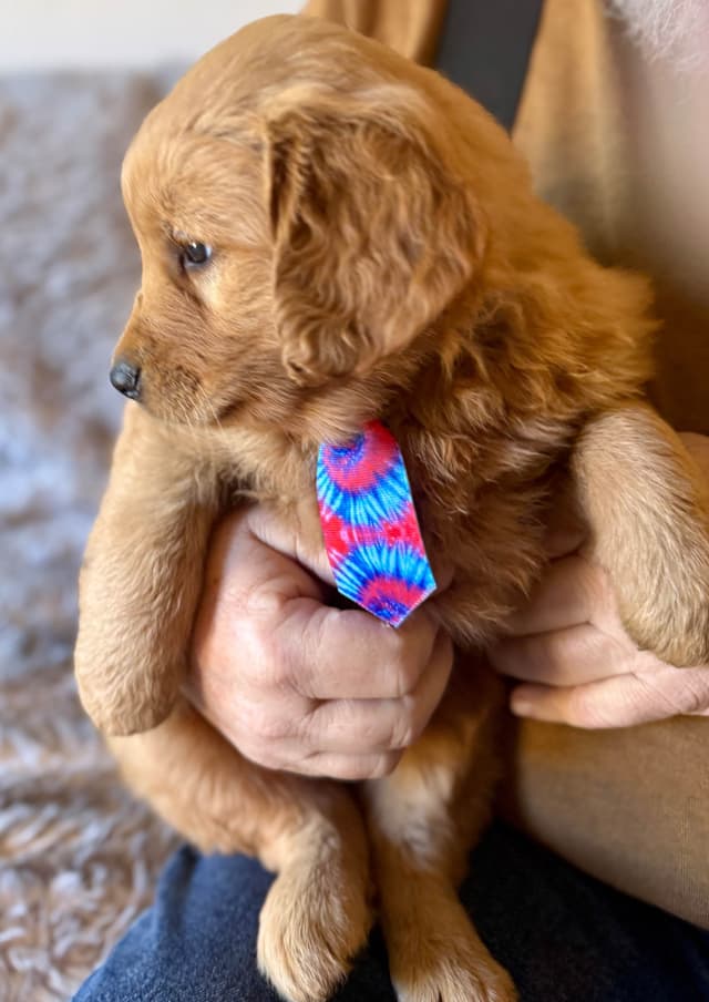Redwood Golden Kennels – Premium Dark Red Golden Retriever Puppies media 12