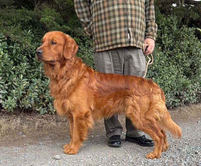 Redwood Golden Kennels – Premium Dark Red Golden Retriever Puppies media 13