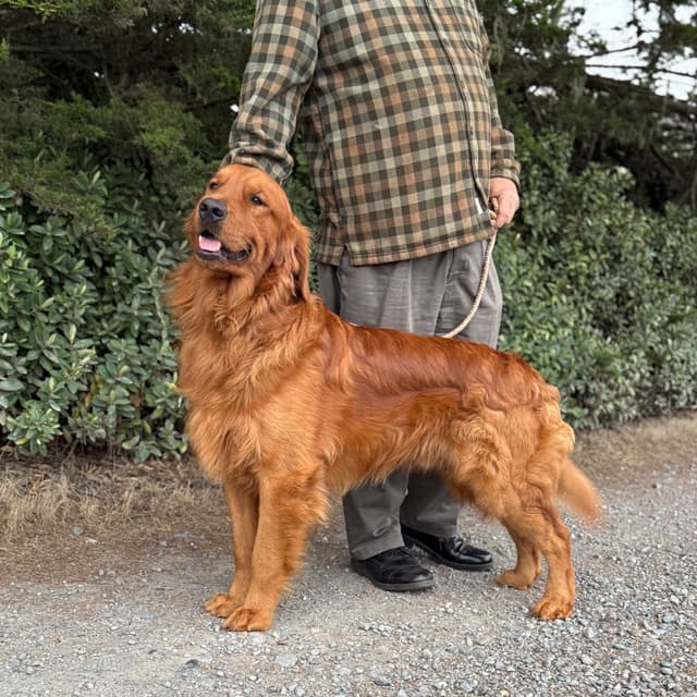 Redwood Golden Kennels – Premium Dark Red Golden Retriever Puppies media 15