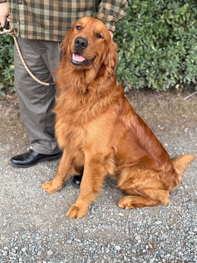 Redwood Golden Kennels – Premium Dark Red Golden Retriever Puppies media 16