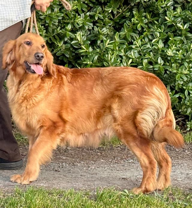 Redwood Golden Kennels – Premium Dark Red Golden Retriever Puppies media 17