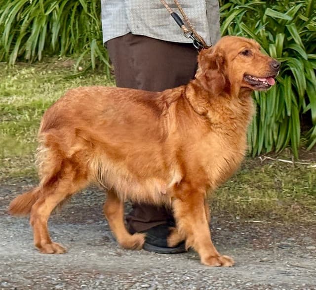 Redwood Golden Kennels – Premium Dark Red Golden Retriever Puppies media 18