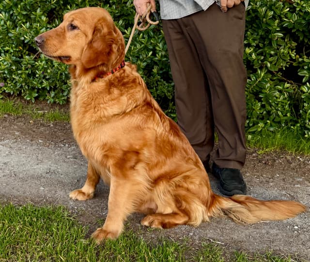 Redwood Golden Kennels – Premium Dark Red Golden Retriever Puppies media 19