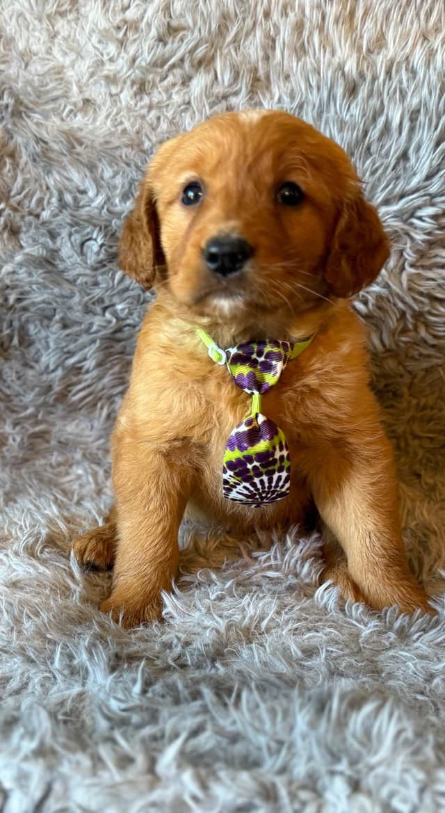 Redwood Golden Kennels – AKC Dark Red Golden Retriever Puppies media 2
