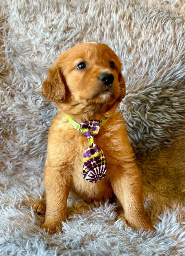 Redwood Golden Kennels – AKC Dark Red Golden Retriever Puppies media 3