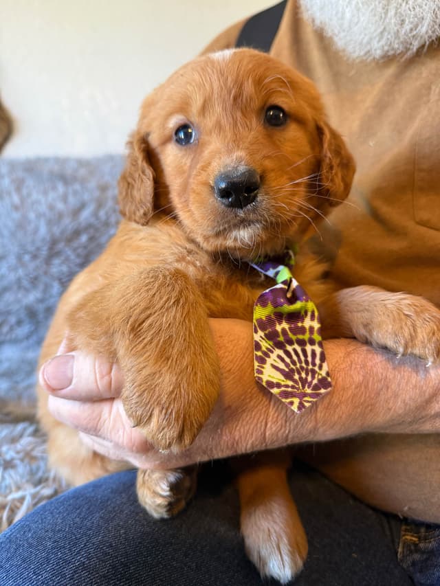 Redwood Golden Kennels – AKC Dark Red Golden Retriever Puppies media 4
