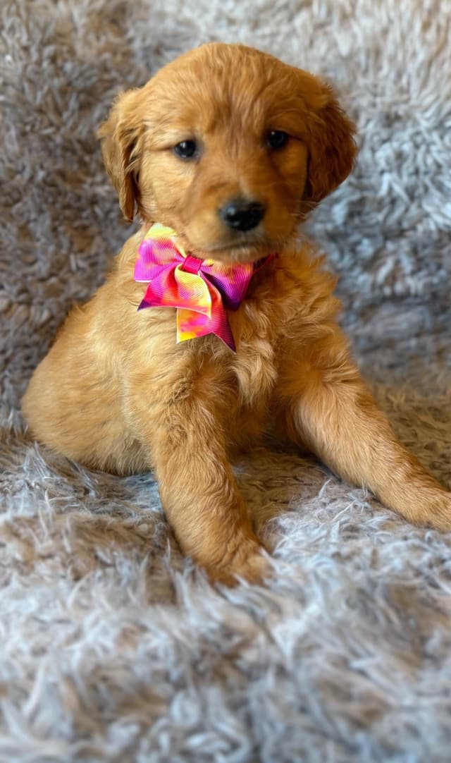 Redwood Golden Kennels – AKC Dark Red Golden Retriever Puppies media 5