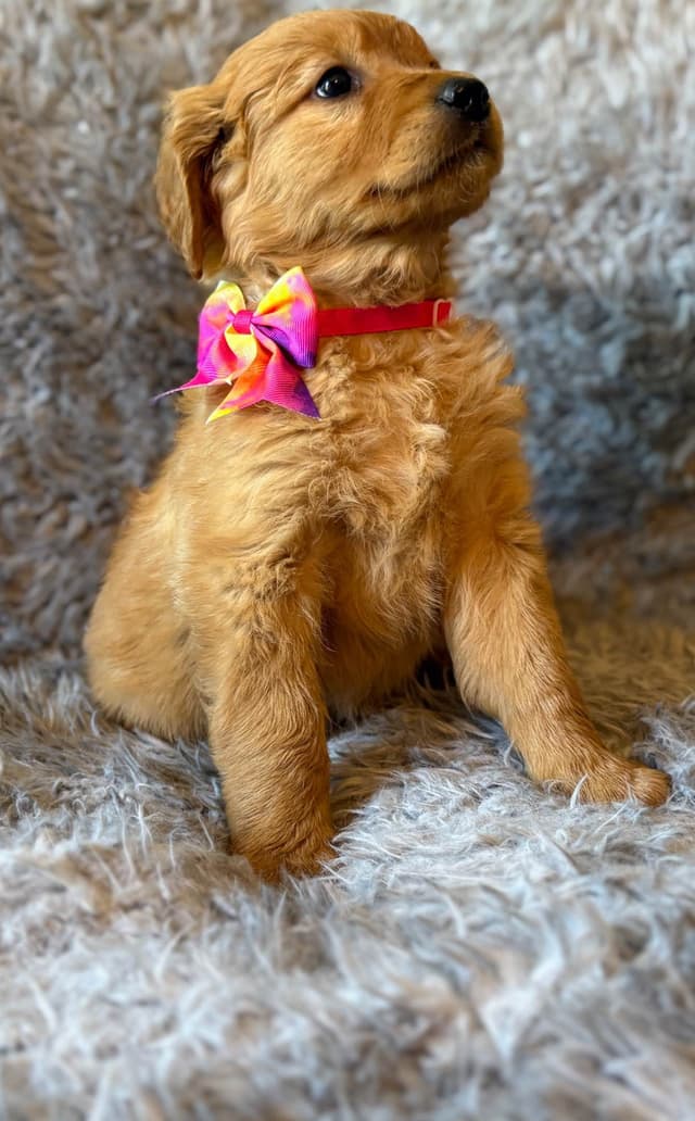 Redwood Golden Kennels – AKC Dark Red Golden Retriever Puppies media 6