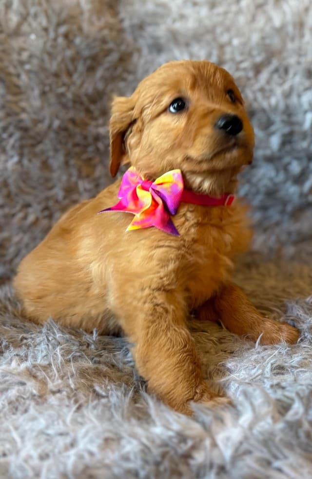 Redwood Golden Kennels – AKC Dark Red Golden Retriever Puppies media 7