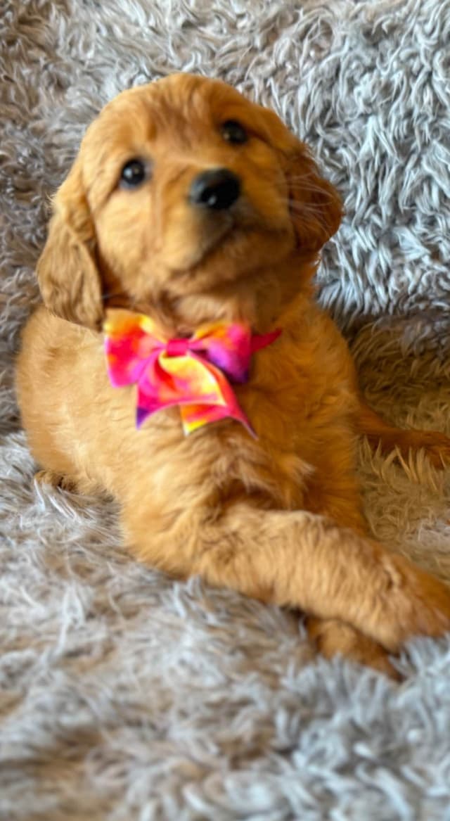 Redwood Golden Kennels – AKC Dark Red Golden Retriever Puppies media 8