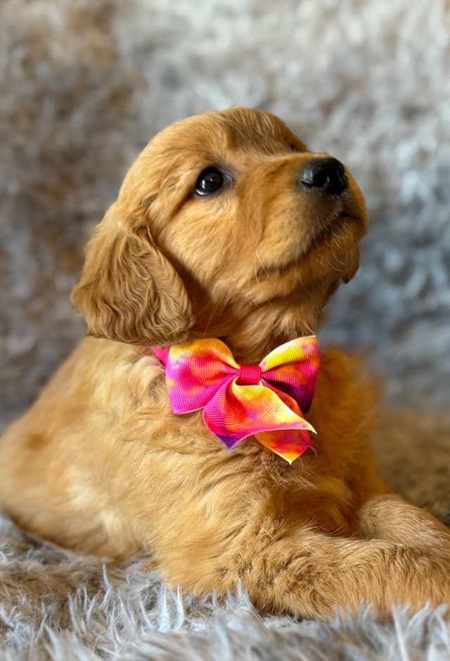 Redwood Golden Kennels – AKC Dark Red Golden Retriever Puppies media 9