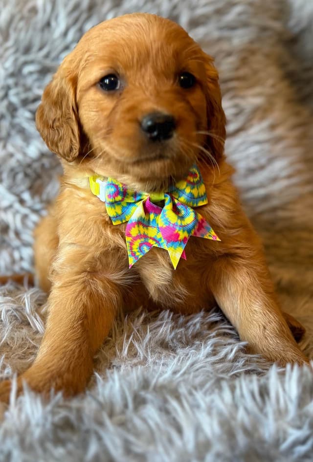 Redwood Golden Kennels – AKC Dark Red Golden Retriever Puppies media 10