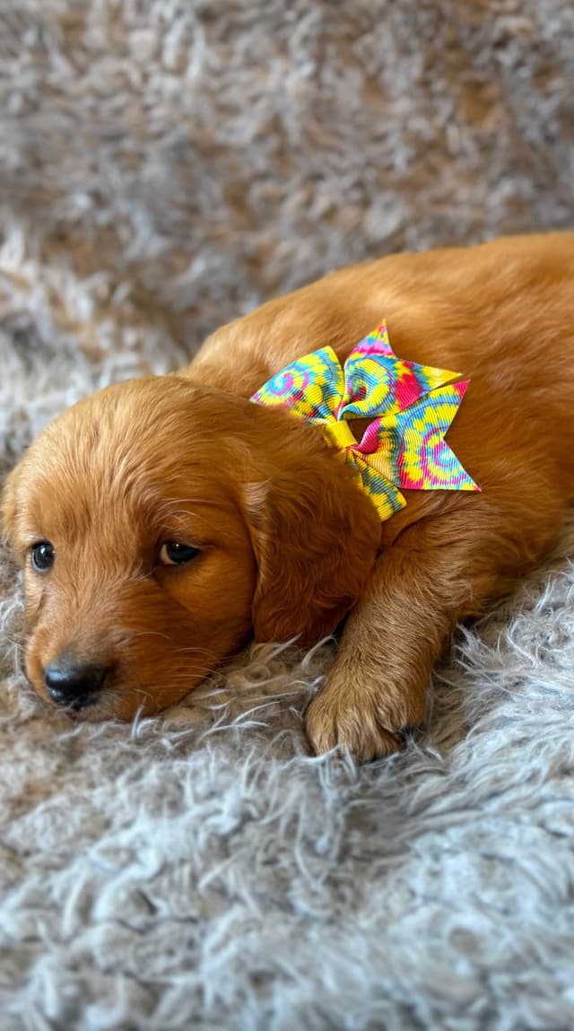 Redwood Golden Kennels – AKC Dark Red Golden Retriever Puppies media 11