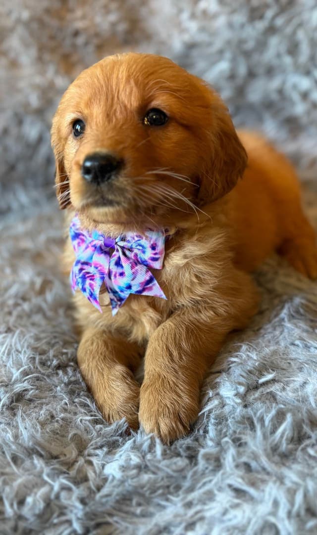 Redwood Golden Kennels – AKC Dark Red Golden Retriever Puppies media 13