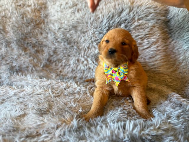 Redwood Golden Kennels – AKC Dark Red Golden Retriever Puppies media 14