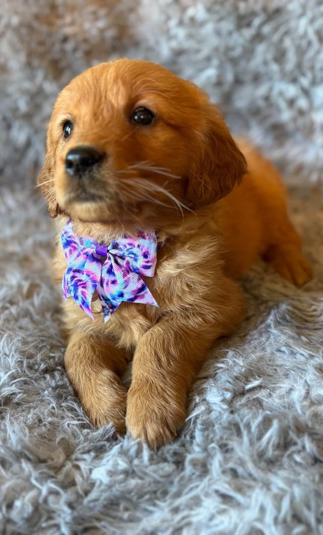 Redwood Golden Kennels – AKC Dark Red Golden Retriever Puppies media 15