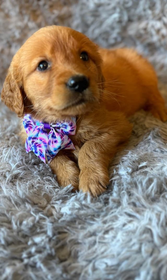 Redwood Golden Kennels – AKC Dark Red Golden Retriever Puppies media 16