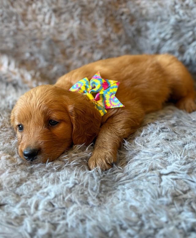Redwood Golden Kennels – AKC Dark Red Golden Retriever Puppies media 17