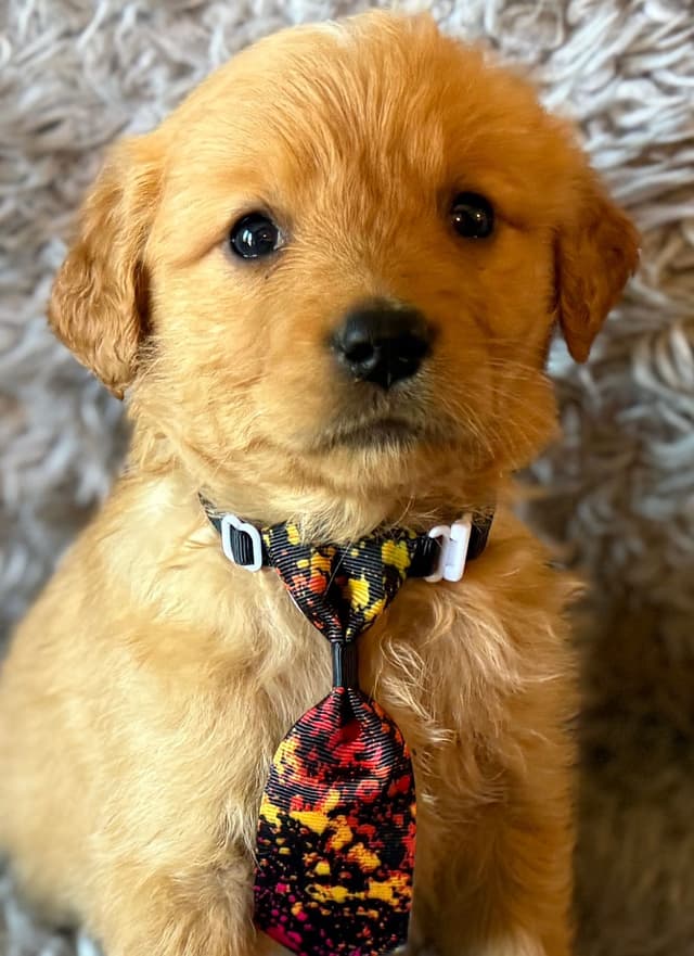 Redwood Golden Kennels – AKC Dark Red Golden Retriever Puppies media 18