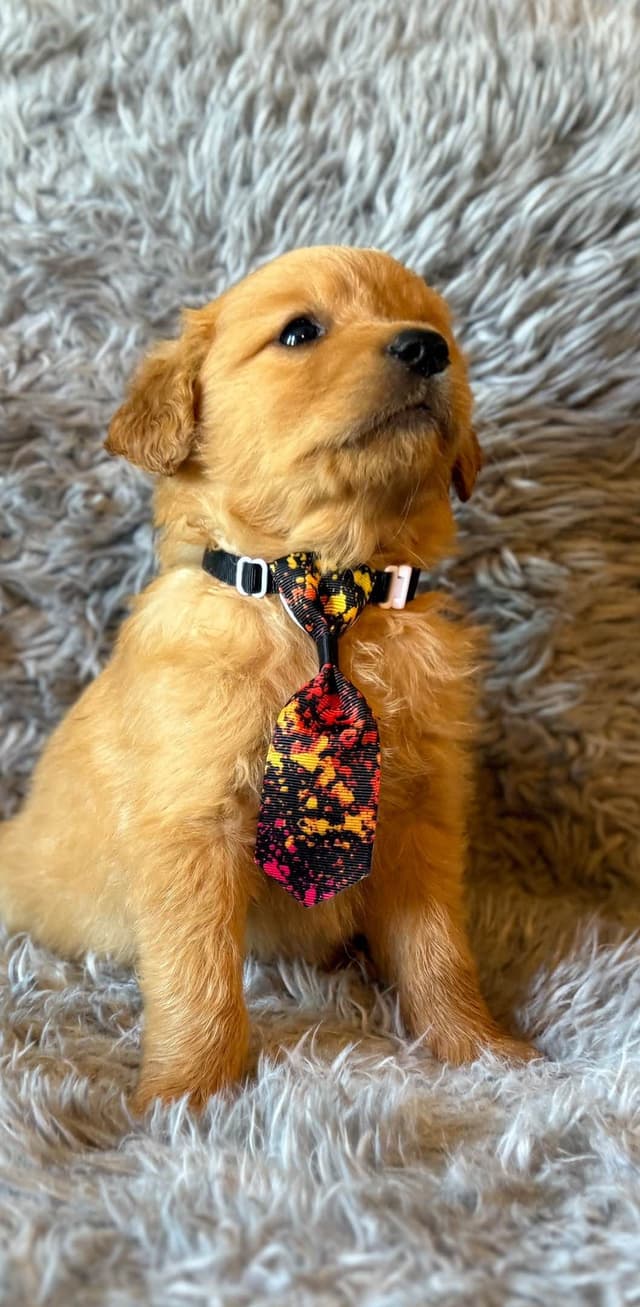Redwood Golden Kennels – AKC Dark Red Golden Retriever Puppies media 20