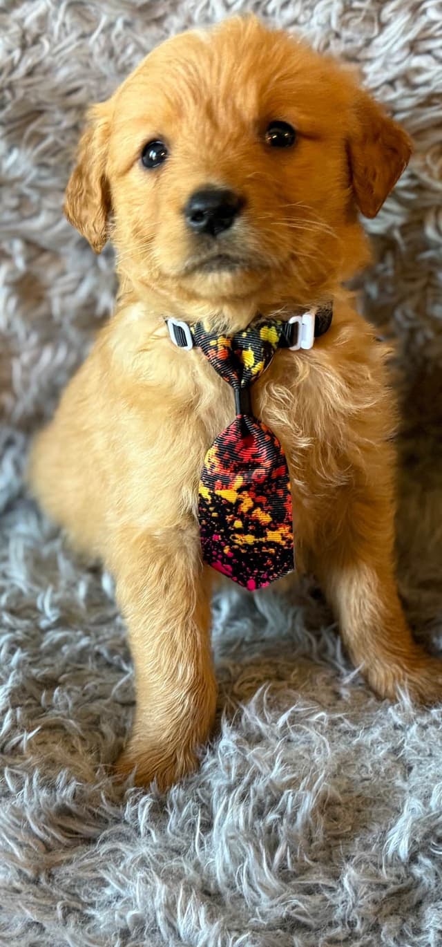 Redwood Golden Kennels – AKC Dark Red Golden Retriever Puppies media 23
