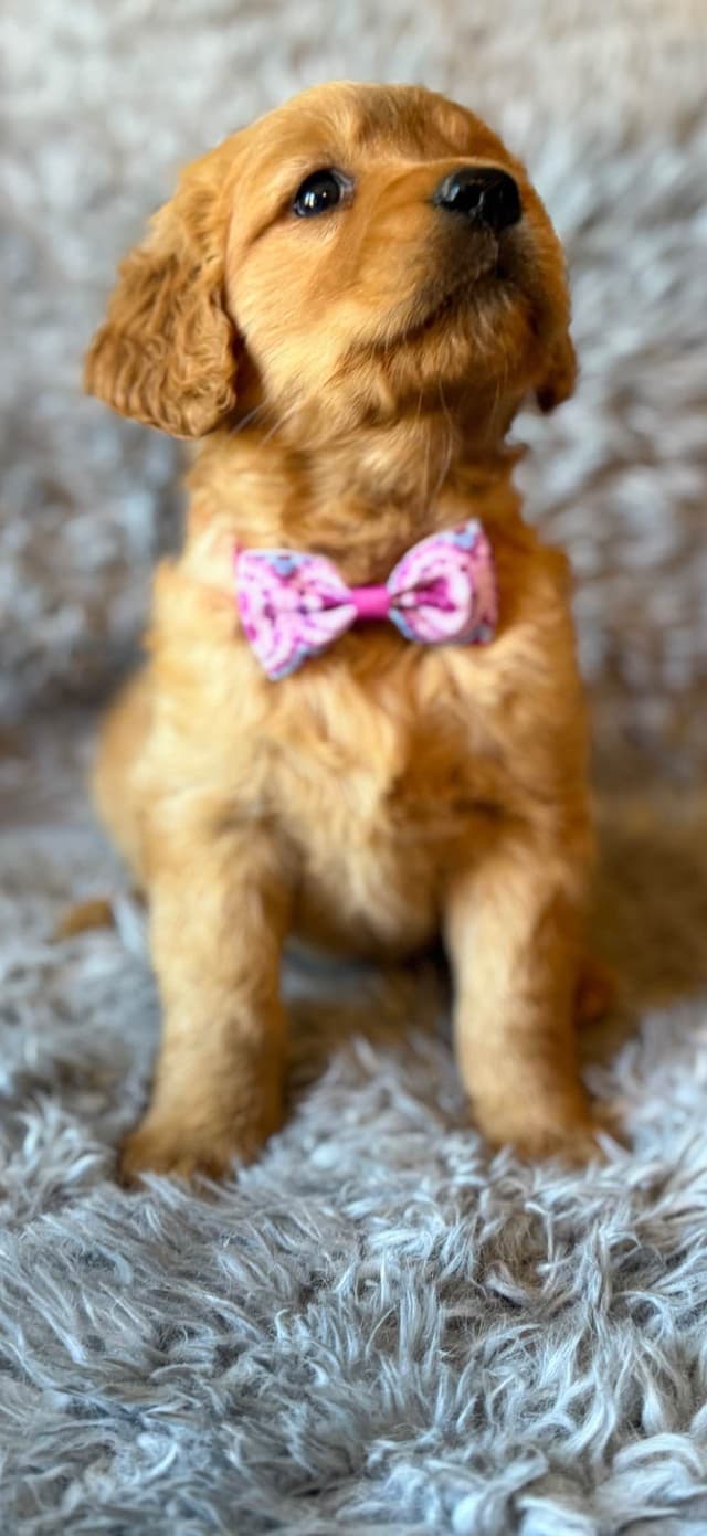 Redwood Golden Kennels – AKC Dark Red Golden Retriever Puppies media 24