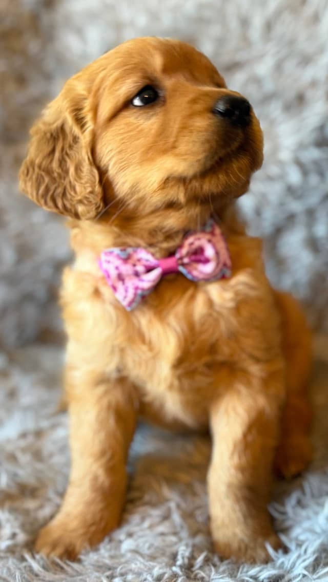 Redwood Golden Kennels – AKC Dark Red Golden Retriever Puppies media 26