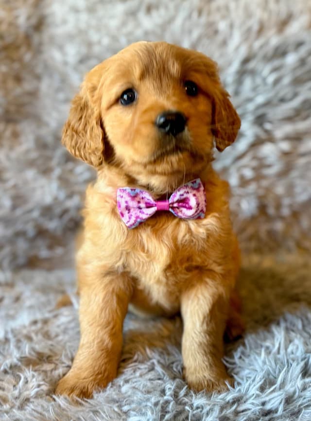 Redwood Golden Kennels – AKC Dark Red Golden Retriever Puppies media 27