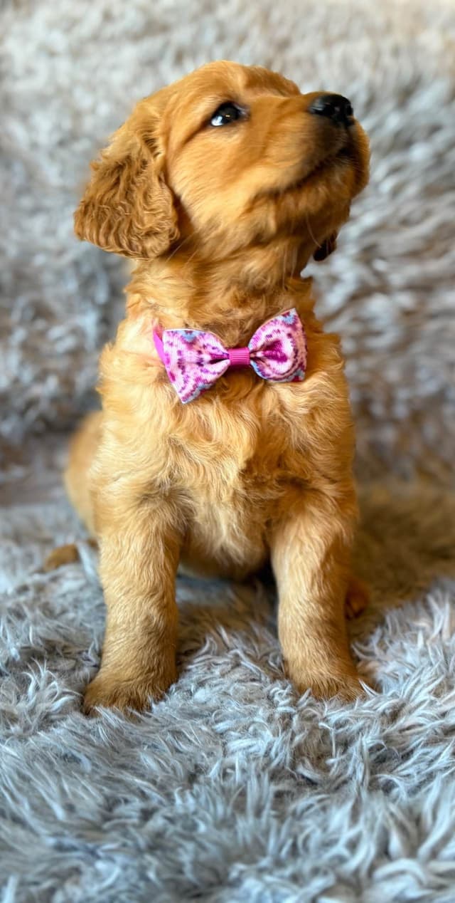 Redwood Golden Kennels – AKC Dark Red Golden Retriever Puppies media 28