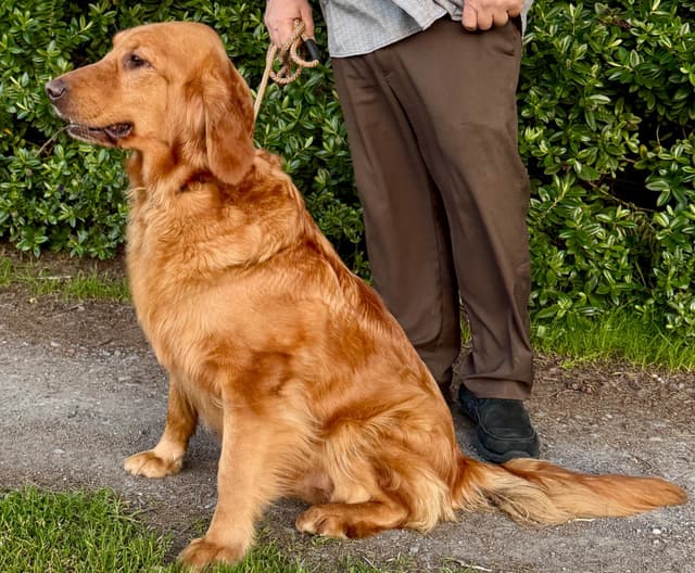Redwood Golden Kennels – AKC Dark Red Golden Retriever Puppies media 29