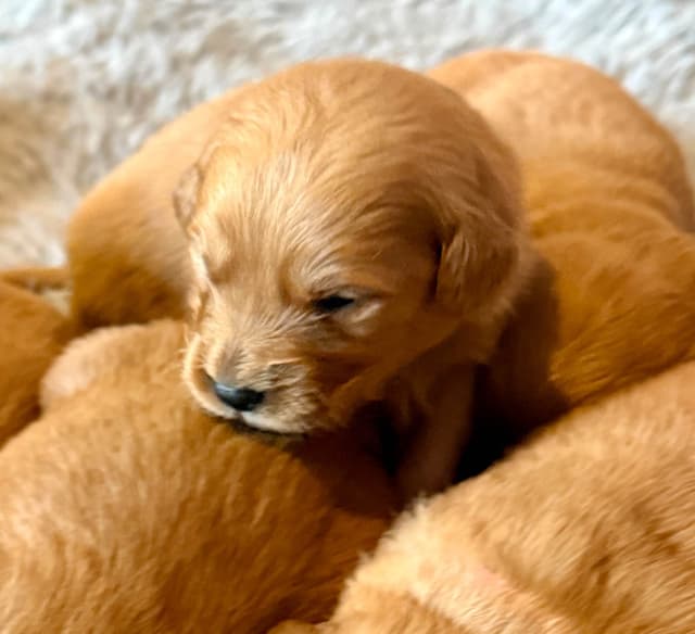 Redwood Golden Kennels has Dark Red Golden Retriever Puppies media 2