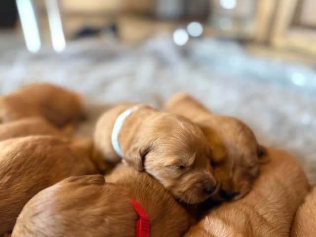 Redwood Golden Kennels has Dark Red Golden Retriever Puppies media 3