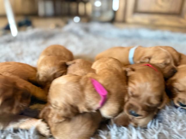 Redwood Golden Kennels has Dark Red Golden Retriever Puppies media 5