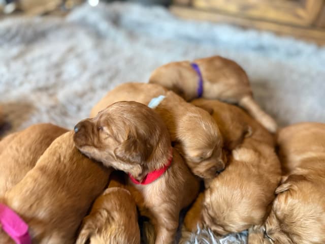 Redwood Golden Kennels has Dark Red Golden Retriever Puppies media 4