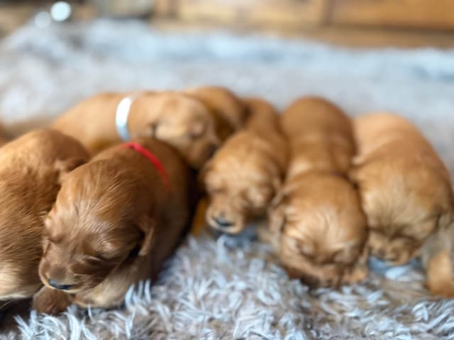 Redwood Golden Kennels has Dark Red Golden Retriever Puppies media 6