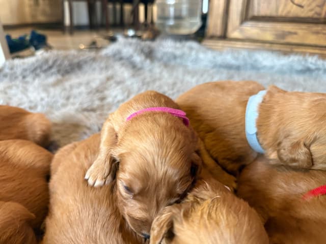 Redwood Golden Kennels has Dark Red Golden Retriever Puppies media 7