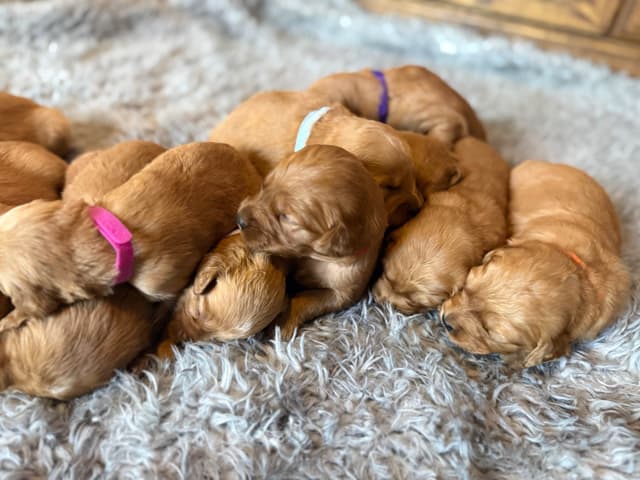 Redwood Golden Kennels has Dark Red Golden Retriever Puppies media 8