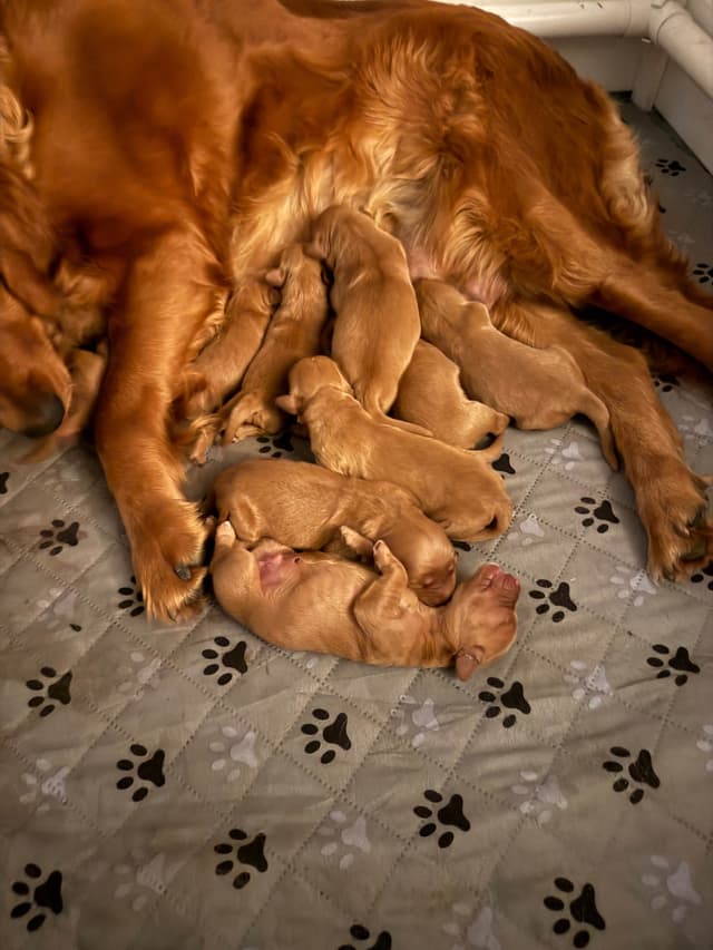 Redwood Golden Kennels has Dark Red Golden Retriever Puppies media 10