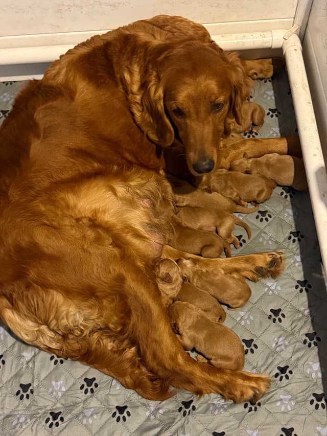 Redwood Golden Kennels has Dark Red Golden Retriever Puppies media 13