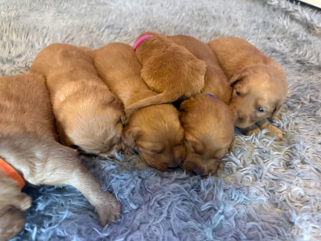 Redwood Golden Kennels has Dark Red Golden Retriever Puppies media 12