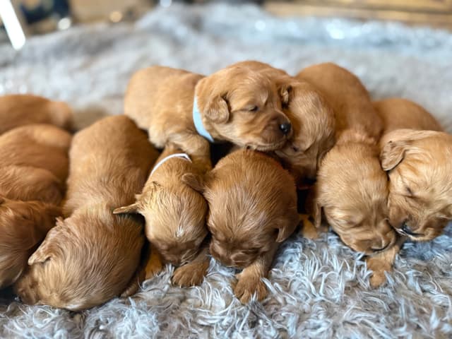 Redwood Golden Kennels has Dark Red Golden Retriever Puppies media 11