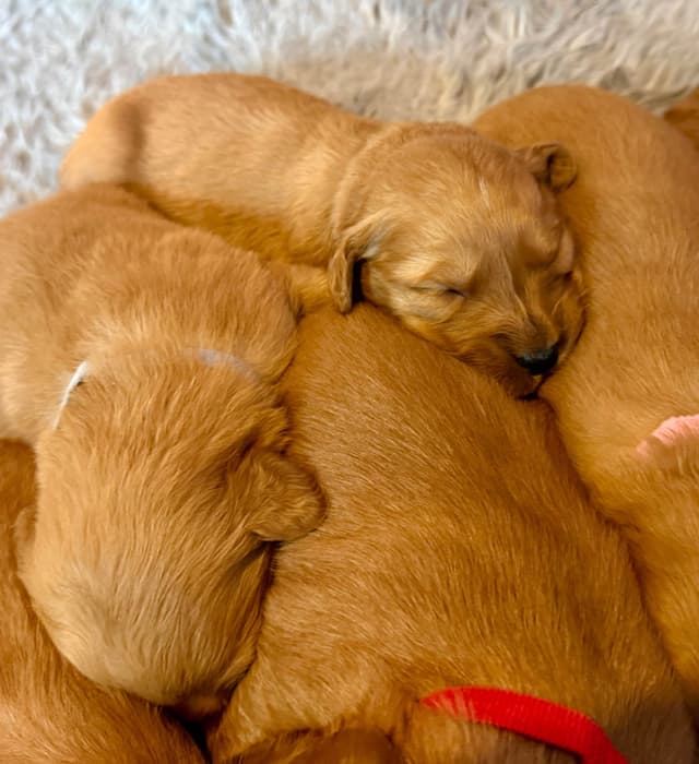 Redwood Golden Kennels has Dark Red Golden Retriever Puppies media 14